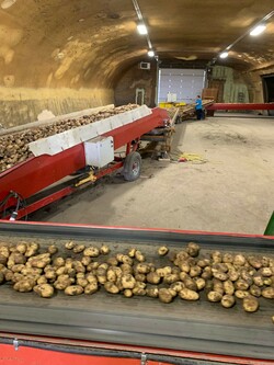 one of our students potato grading
